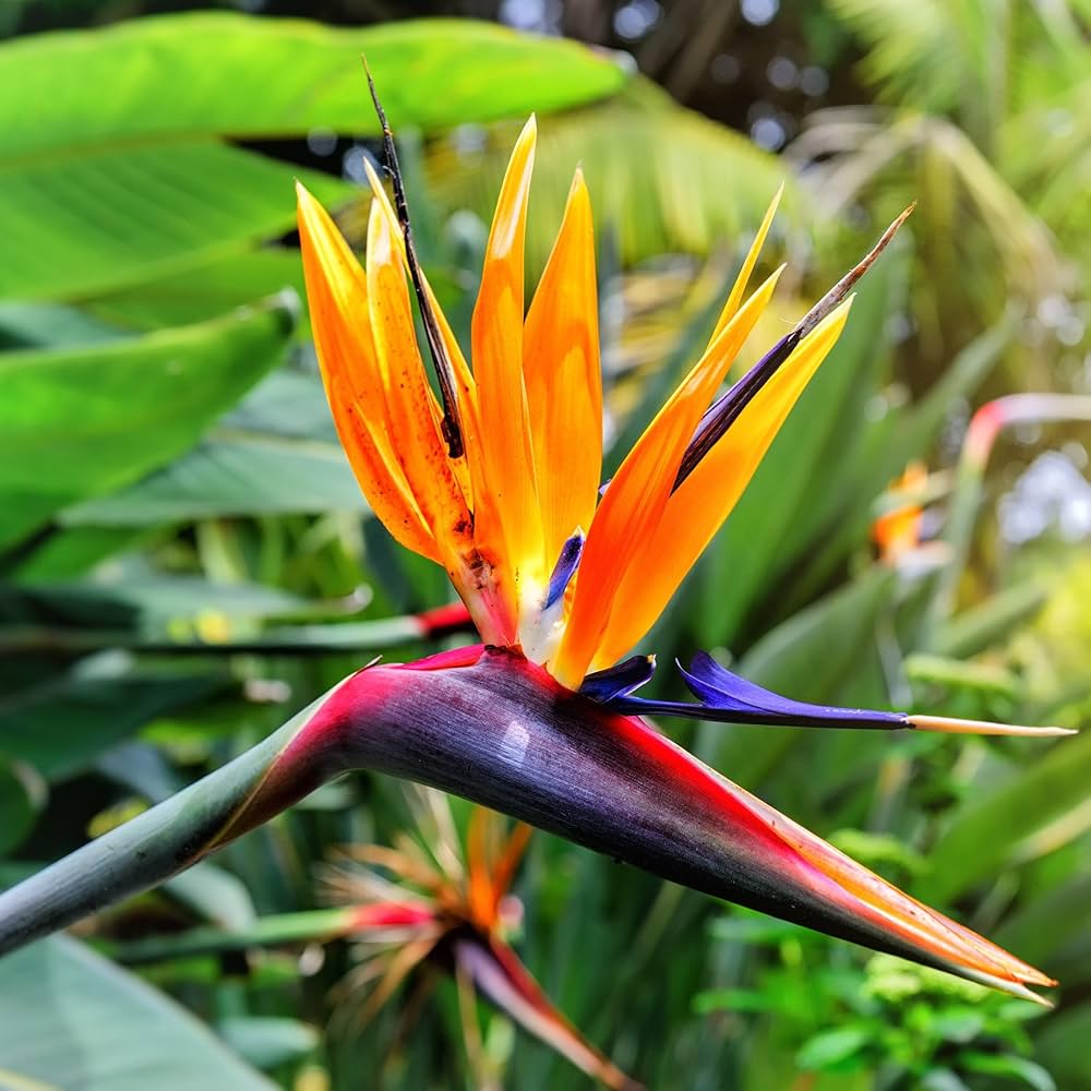 Bird of Paradise Seeds