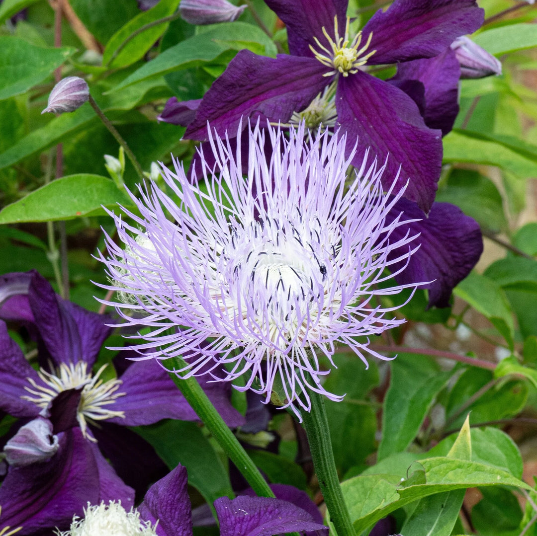 Basketflower Seeds