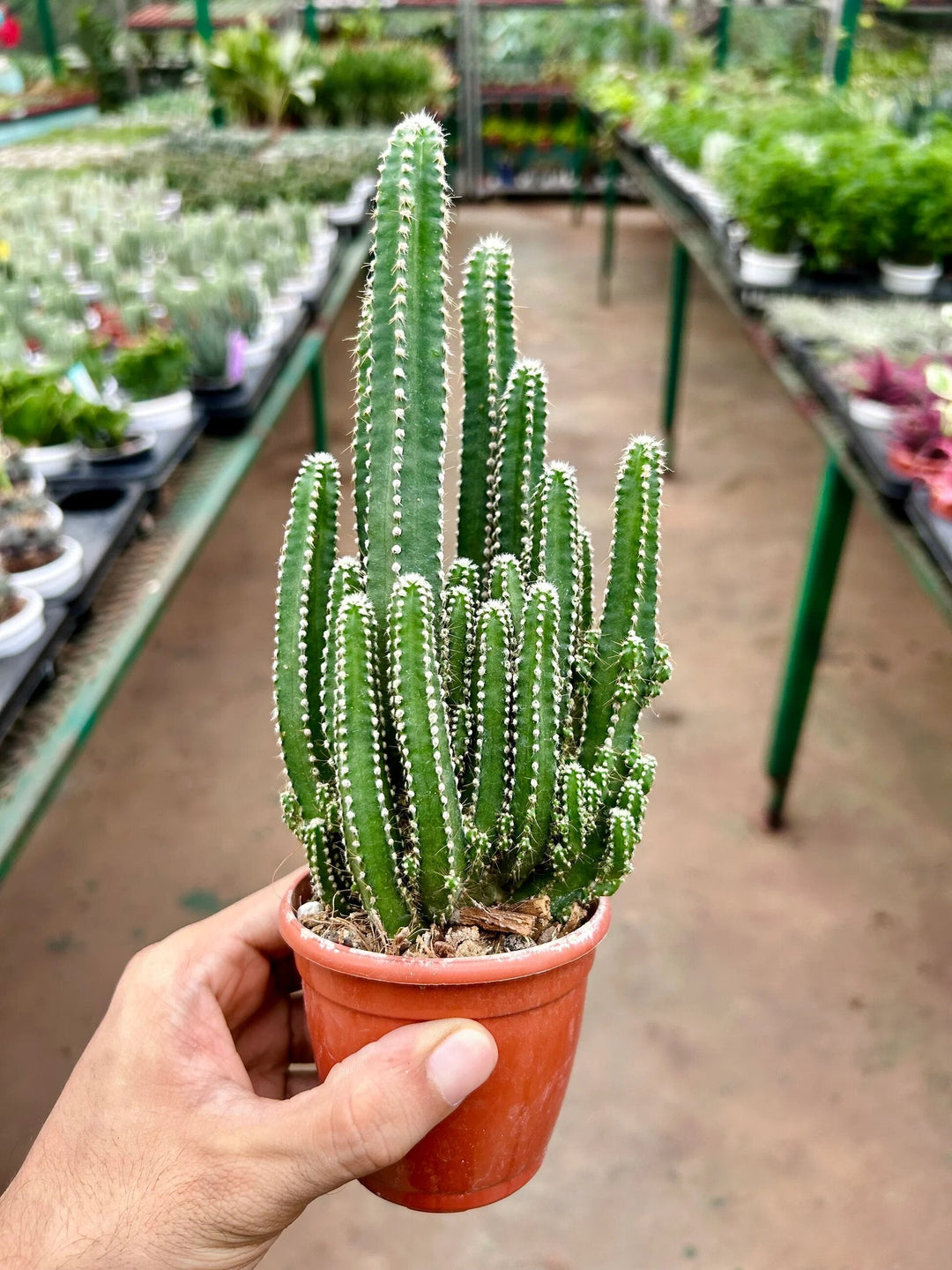 Cactus Seeds