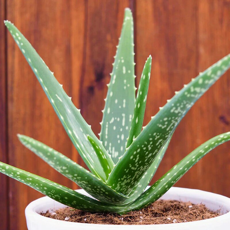 Aloe Seeds