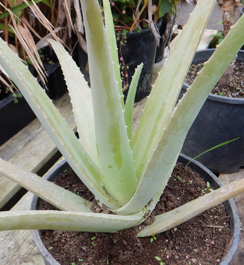 White Aloe Vera Plant Seeds