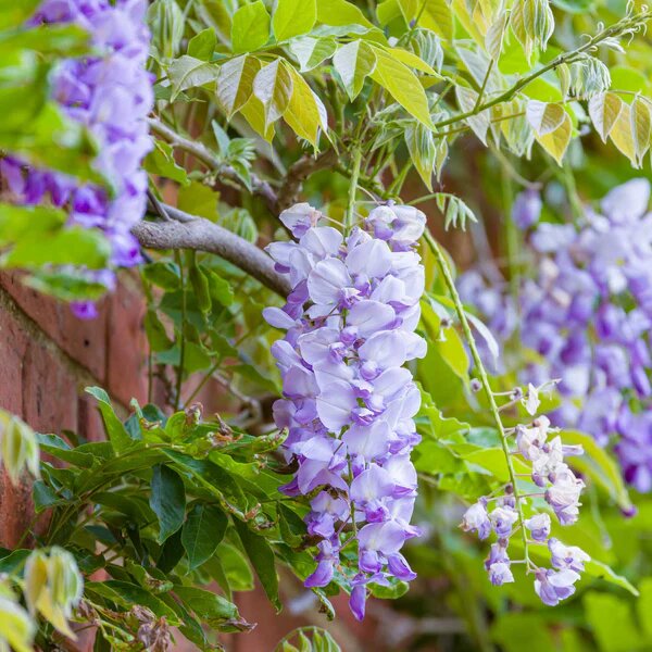 Wisteria flower seeds