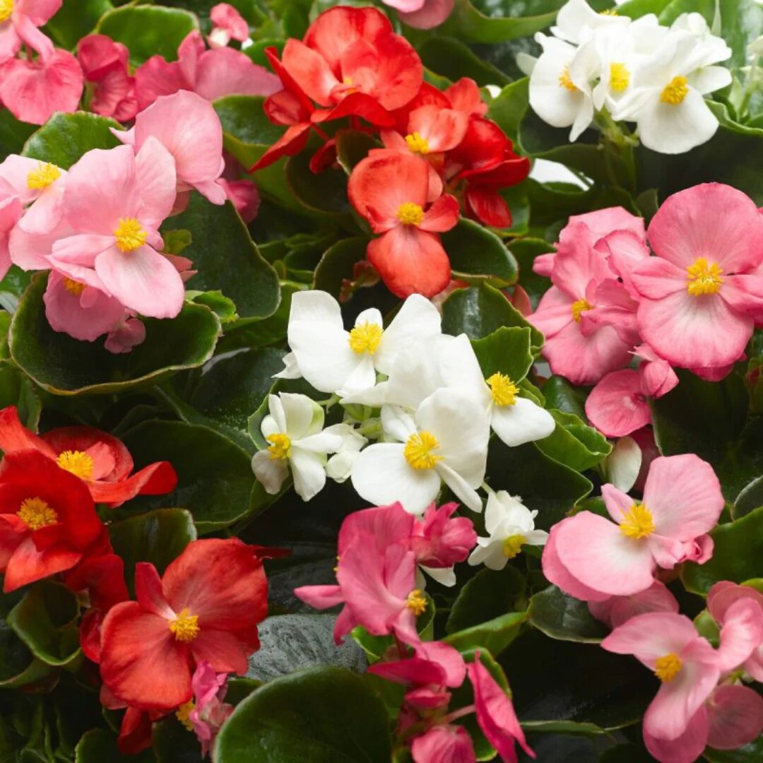 Begonia flower seeds