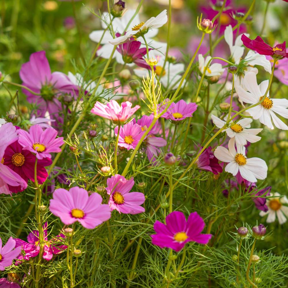 Cosmos flower seeds