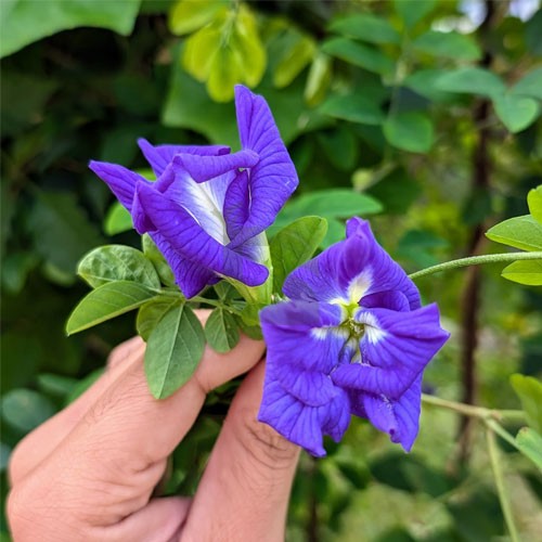 Pea flower seeds