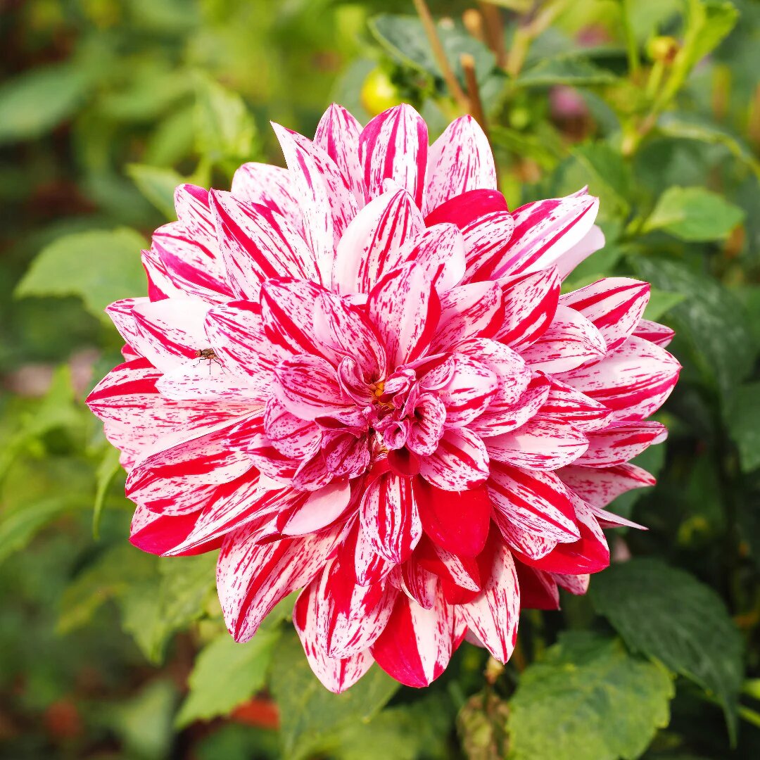 Dahlia flower seeds