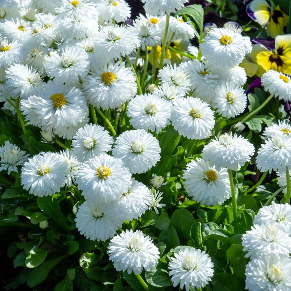 Daisy flower seeds