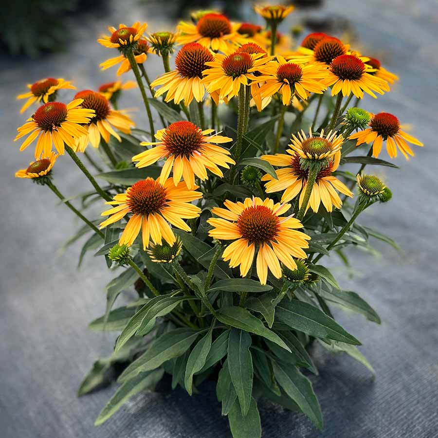 Echinacea flower seeds