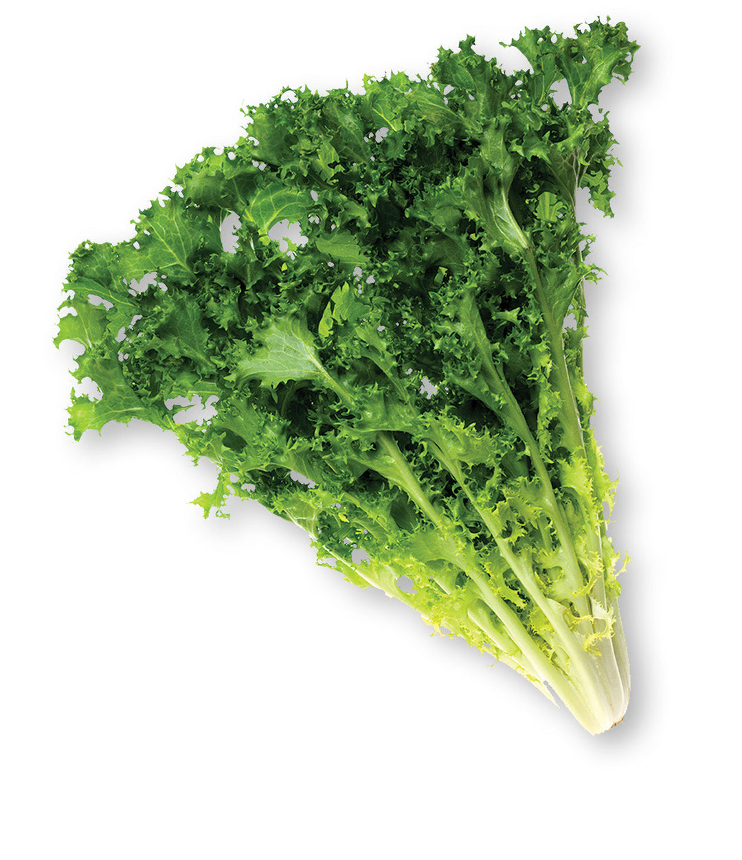 Endive Vegetable Seeds