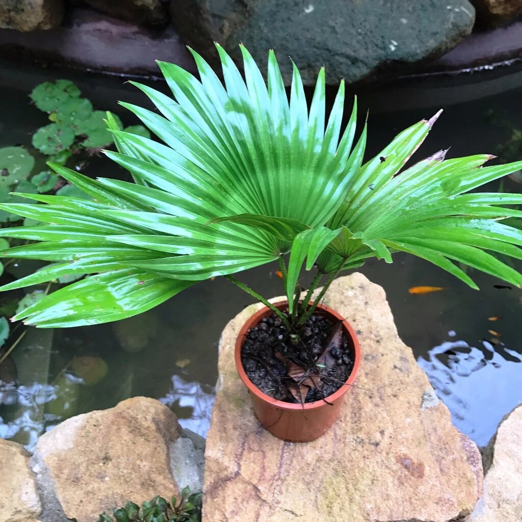 Palm Plant Seeds