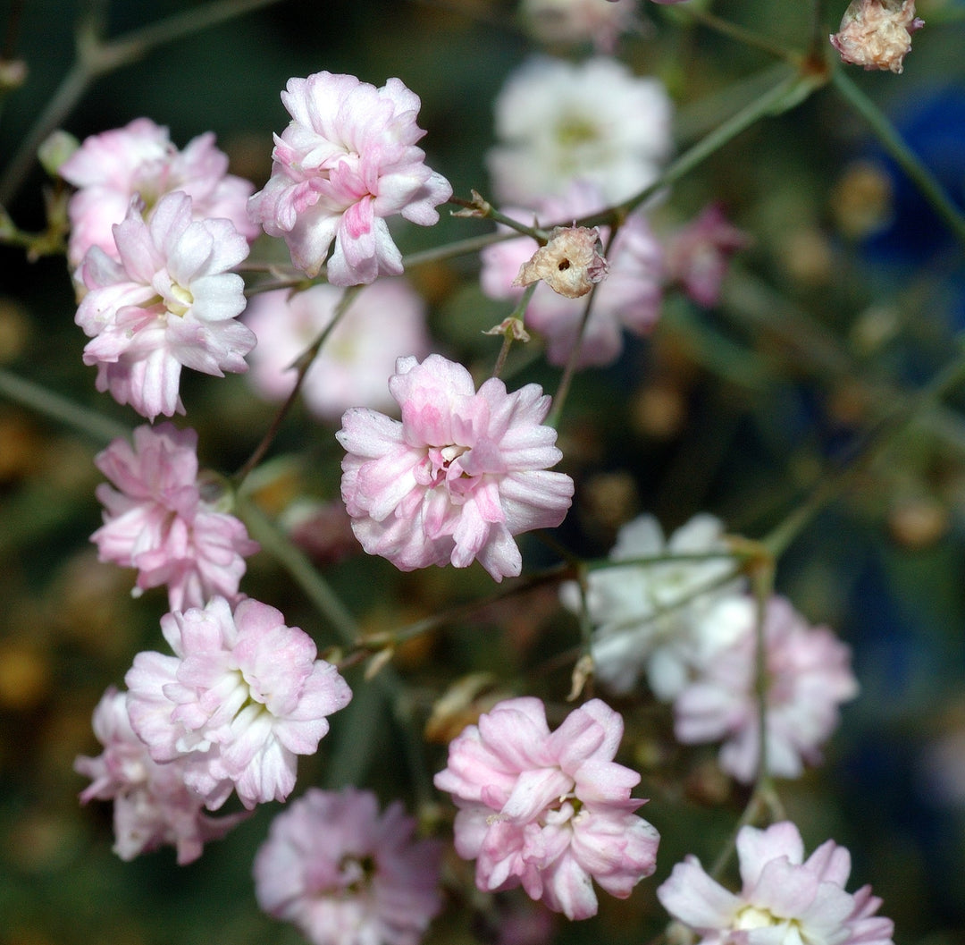 Gypsophila flower seeds