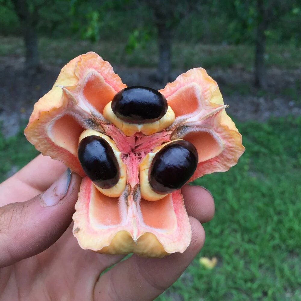 Ackee fruit seeds