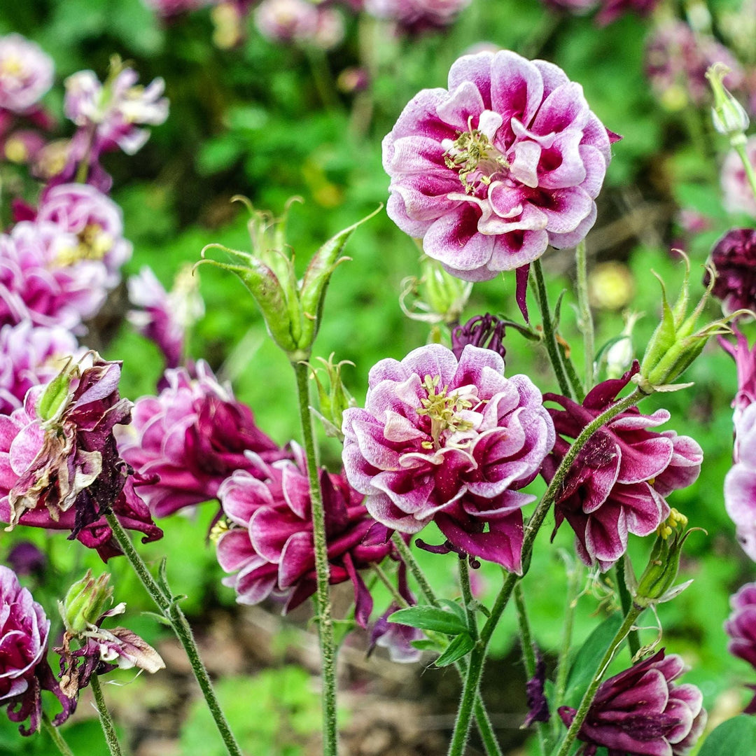 Wildflower Seeds