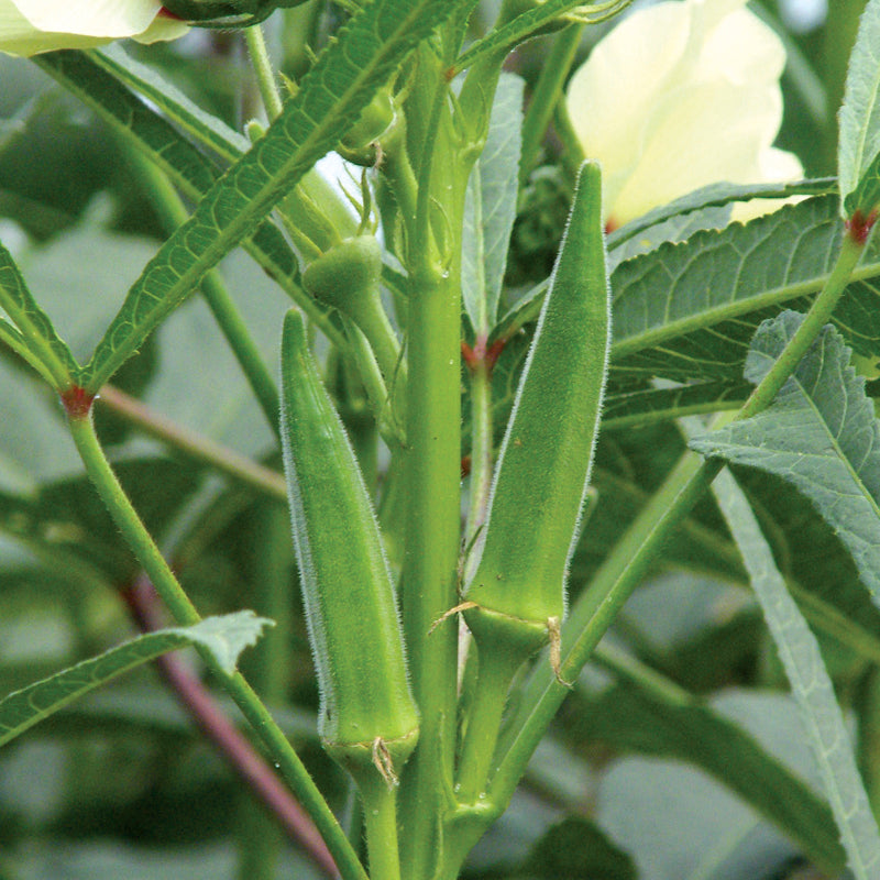 Okra Vegetable Seeds