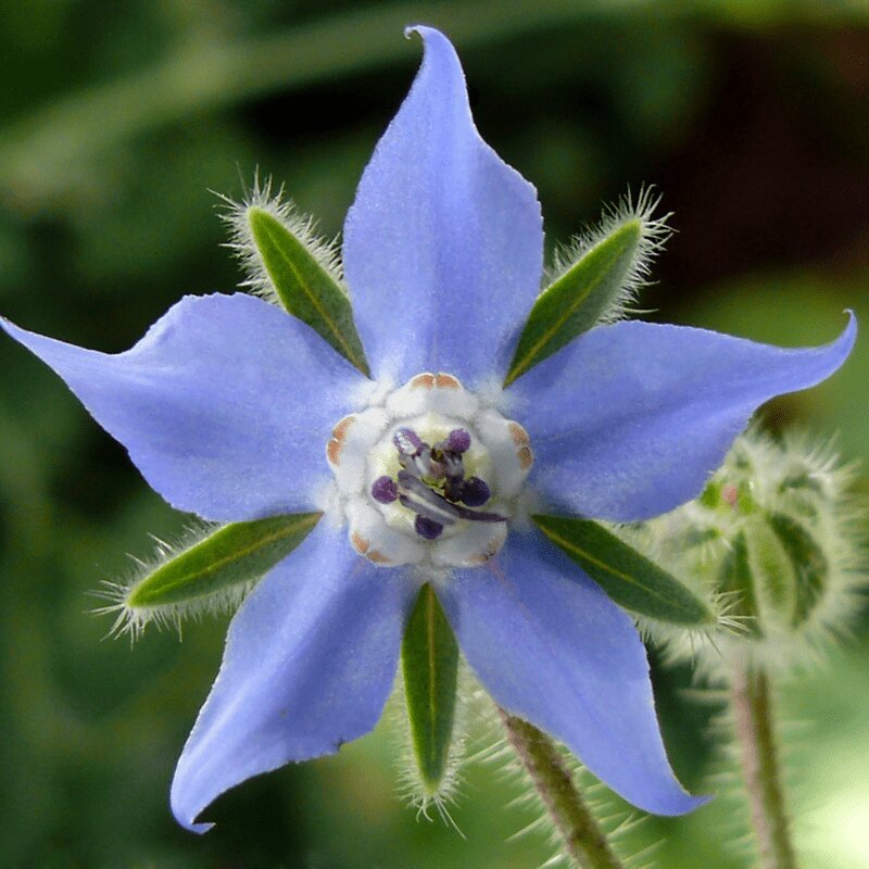 Borage flower seeds