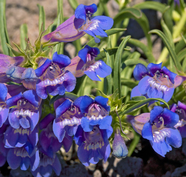 Penstemon flower seeds