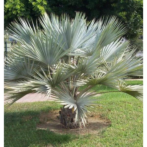 Brahea Decumbens Plant Seeds