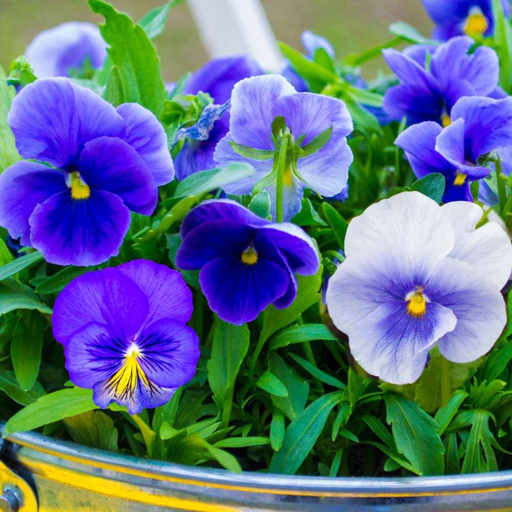 Pansy flower seeds