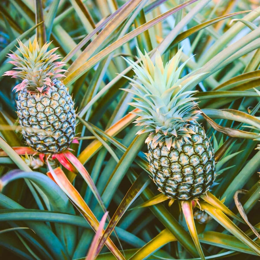 Pineapple Fruit Seeds