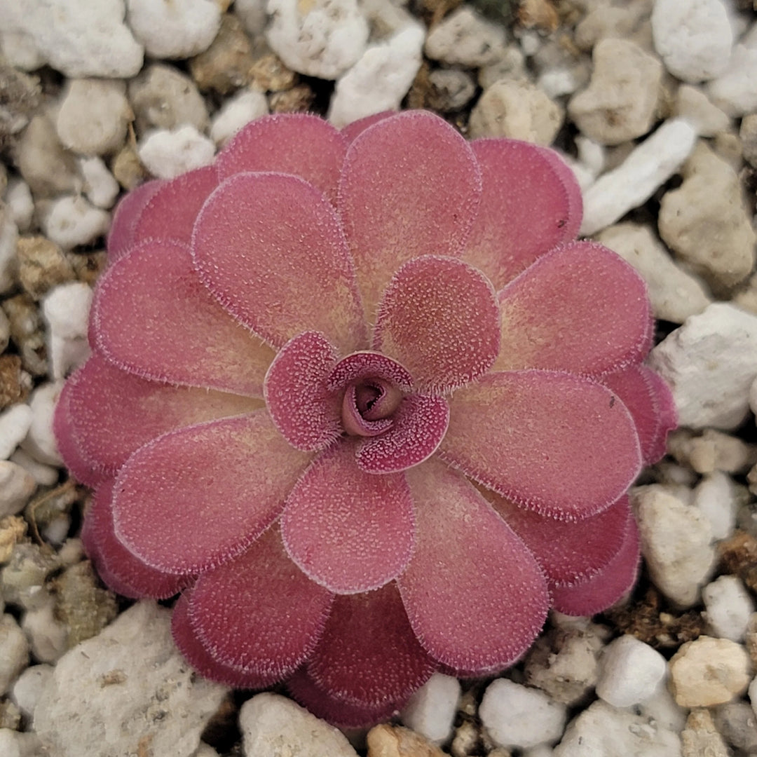 Butterwort Seeds