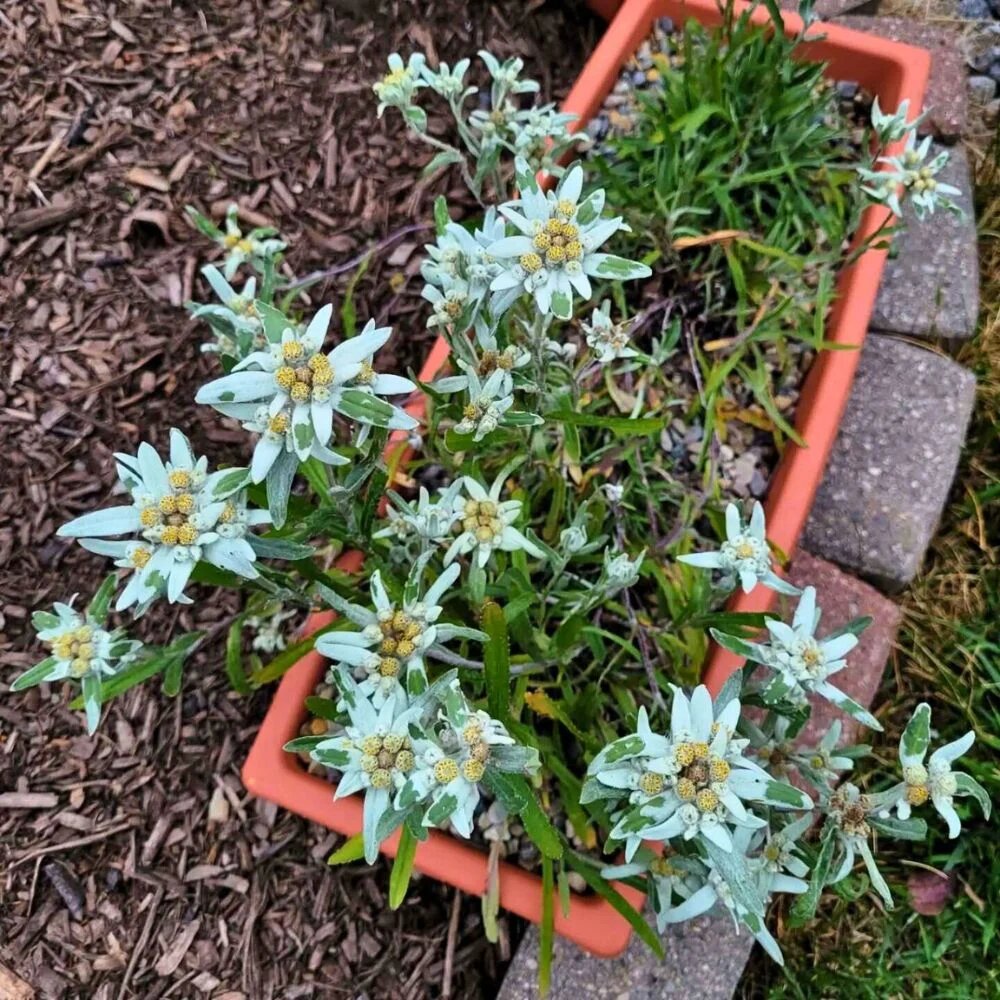Edelweiss flower seeds
