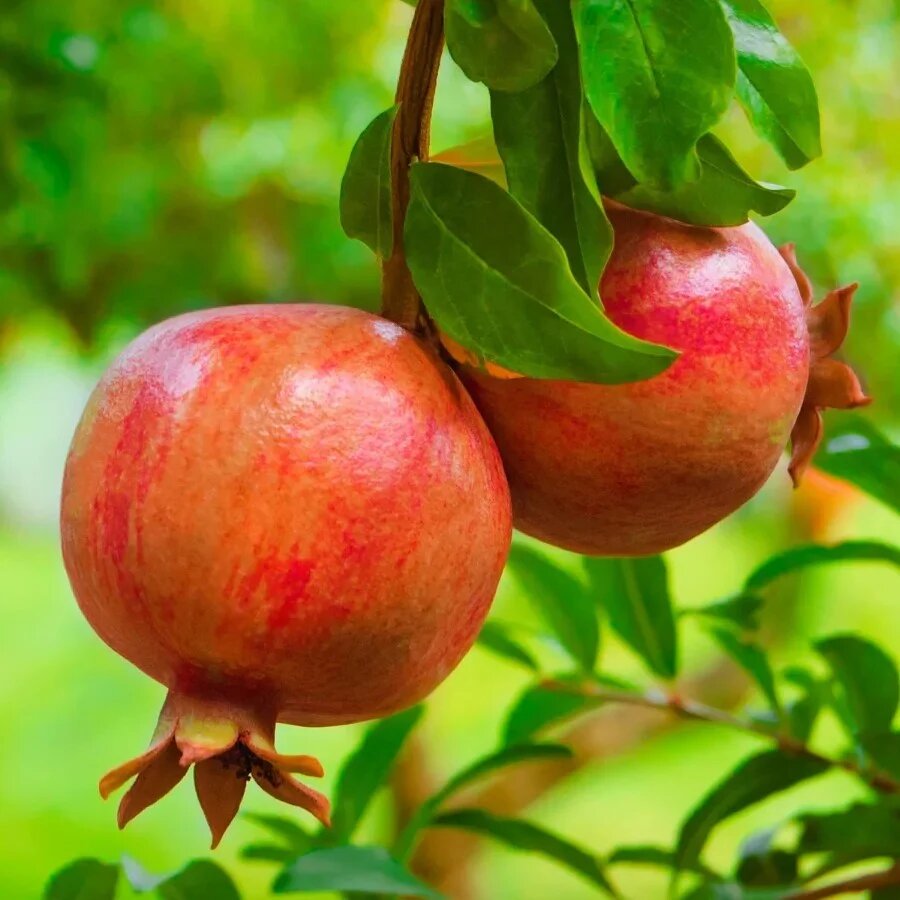 Pomegranate fruit seeds