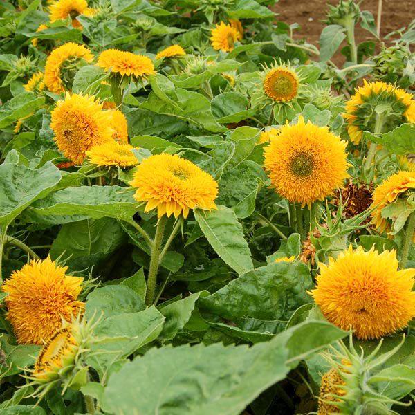 Teddy Bear Sunflower seeds