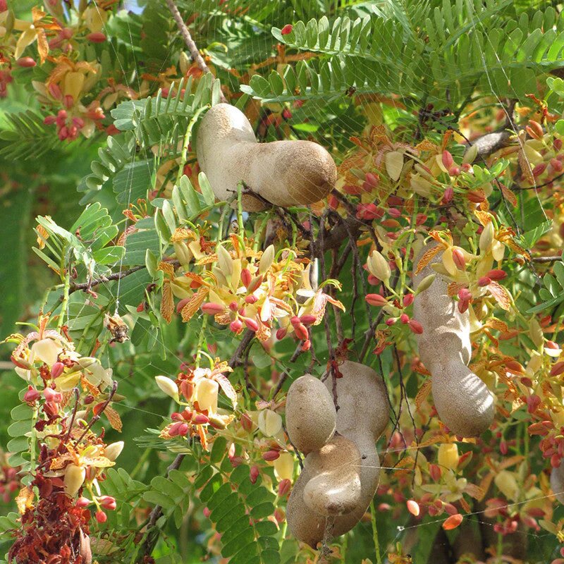 Tamarind Tree Seeds