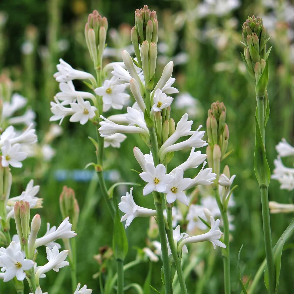Tuberose flower seeds