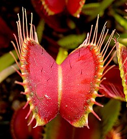 Venus Flytrap seeds