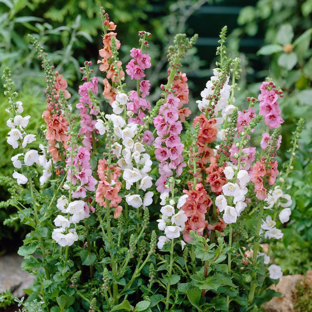 Verbascum flower seeds