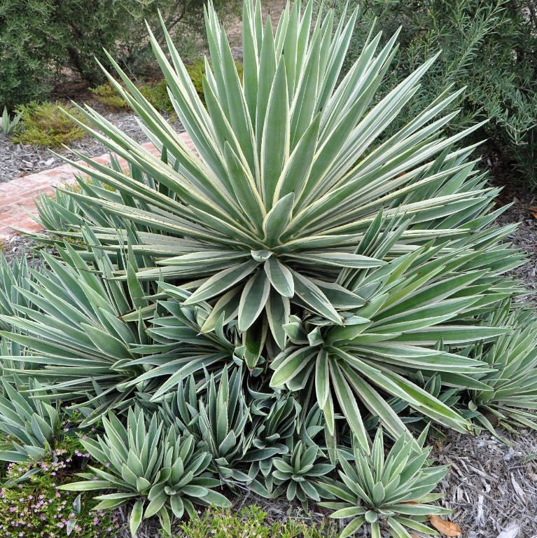 Agave seeds