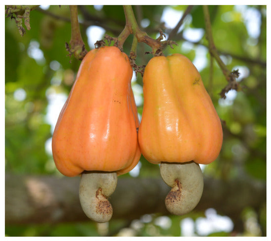 Cashew Apple fruit seeds