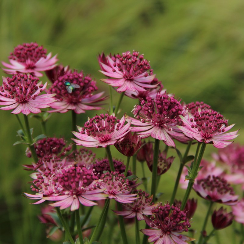 Astrantia flower seeds