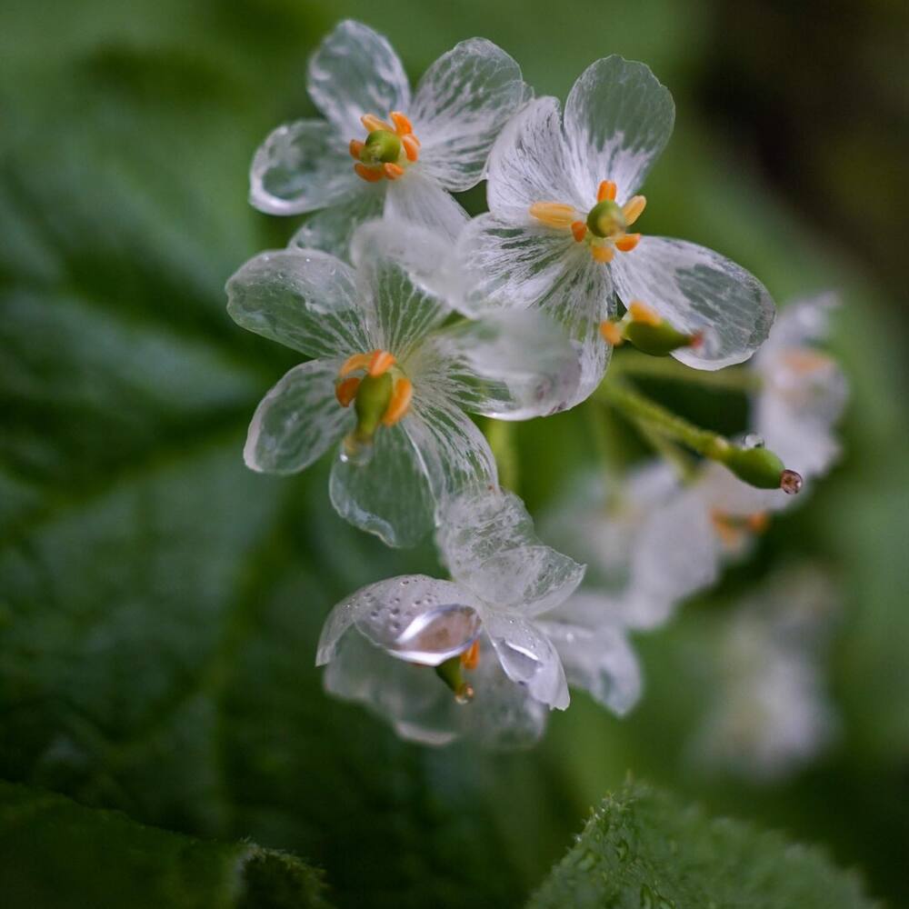 Diphylleia grayi (Skeleton Flower) Seeds