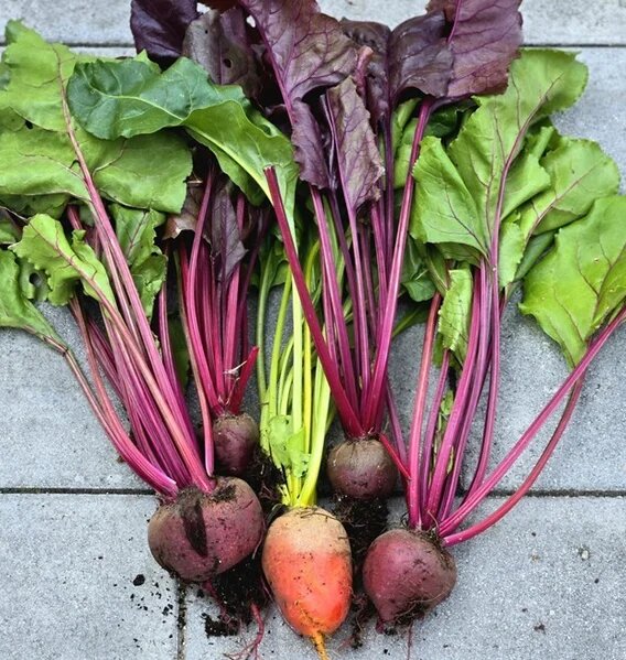 Beets Vegetable Seeds