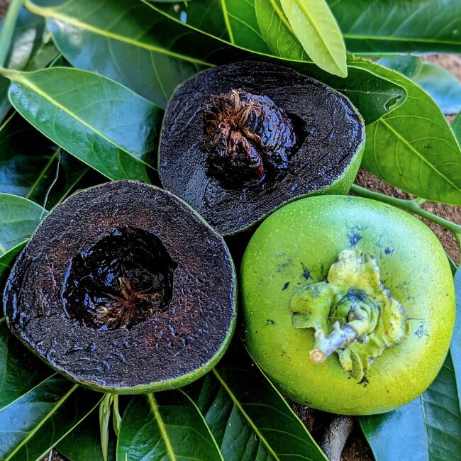 Black Sapote Fruit Seeds