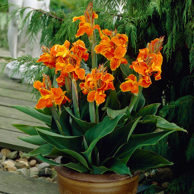 Canna Lily Seeds