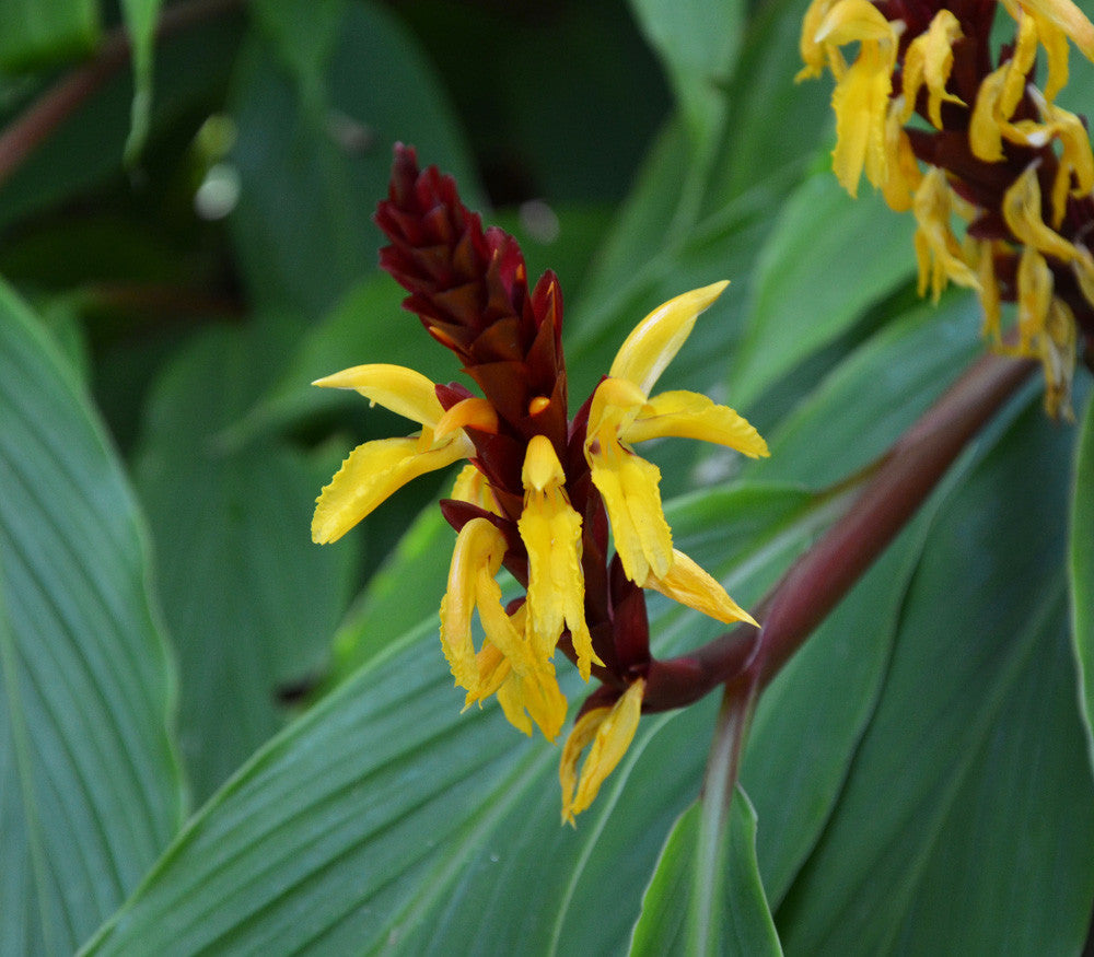 Cautleya Spicata Ornamental Plant Seeds
