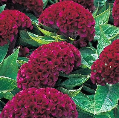 Celosia flower seeds