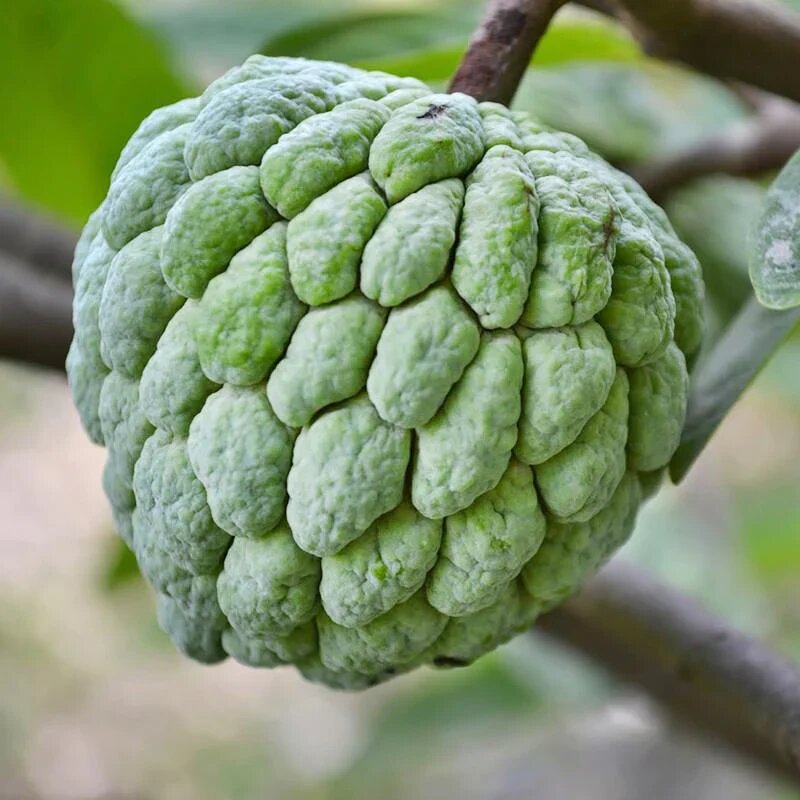 Custard Apple fruit seeds