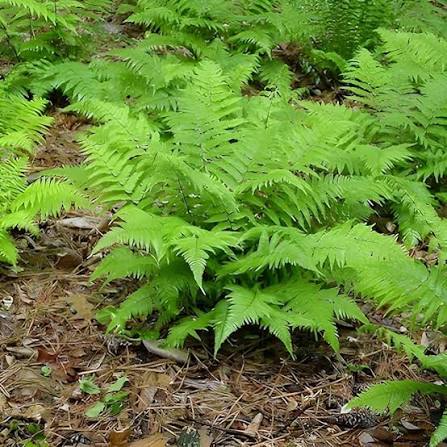 Fern Herb seeds