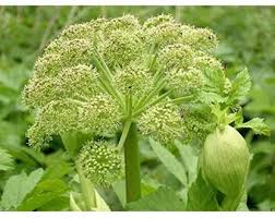 Angelica(Ashitaba) seeds