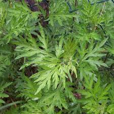 Artemisia seeds