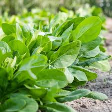 Spinach Vegetable Seeds