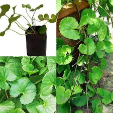 Garden Seeds