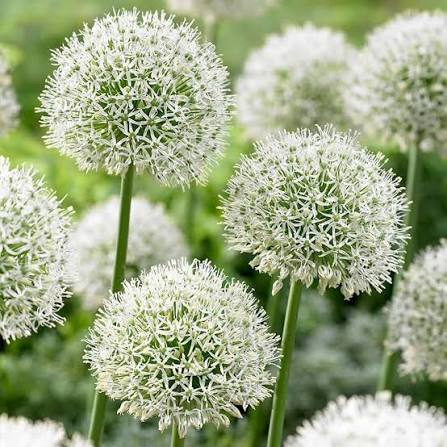 Allium Herb Seeds