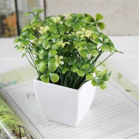 Four Leaf Clover Plant Seeds