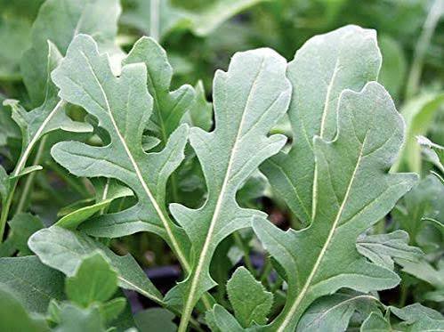 Arugula seeds