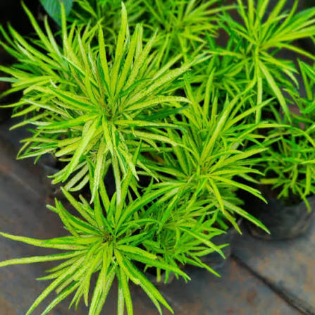 Fatsia Aralia Herb Seeds